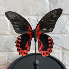 Charger l&#39;image dans la galerie, Cloche en verre avec papilio rumanzovia
