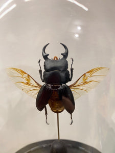 Globe en verre avec dorcus ailes ouvertes