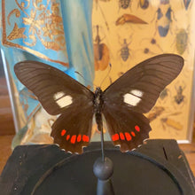 Charger l&#39;image dans la galerie, Papillon sous globe en verre
