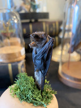 Charger l&#39;image dans la galerie, Globe chauve-souris sur tête de poupée en porcelaine
