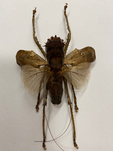 Cadre lesina ensifera