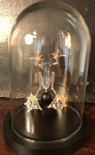 Charger l&#39;image dans la galerie, Véritable grenouille rhacophorus présenter sous un globe en verre
