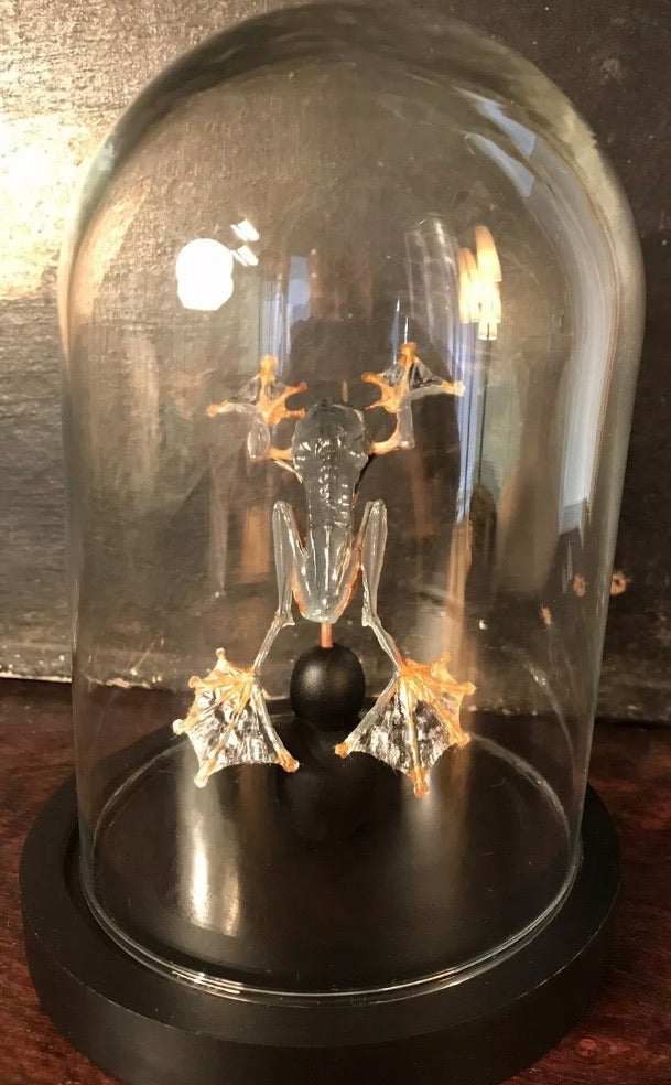 Véritable grenouille rhacophorus présenter sous un globe en verre