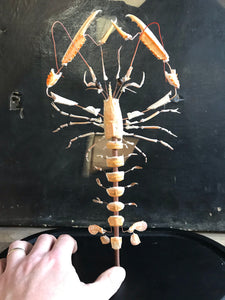 Éclaté de langoustine « Nephrops norveginus »