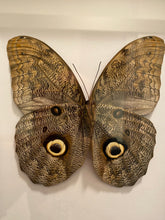 Charger l&#39;image dans la galerie, Cadre papillon Caligo eurilochus
