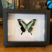 Charger l&#39;image dans la galerie, Cadre papillon « papilio phorcas  »
