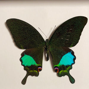 Cadre papillon « papilio karna »