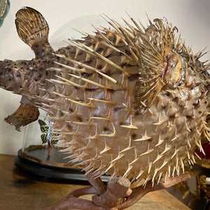 Poisson porc-épic