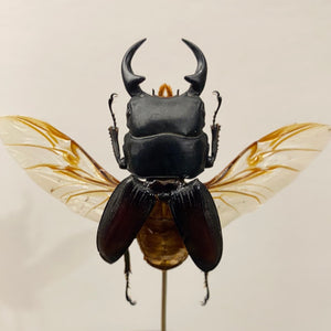 Globe en verre avec dorcus ailes ouvertes