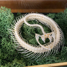 Charger l&#39;image dans la galerie, Véritable squelette de serpent en couronne dans boîte en verre
