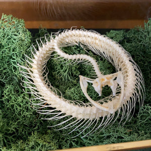 Véritable squelette de serpent en couronne dans boîte en verre