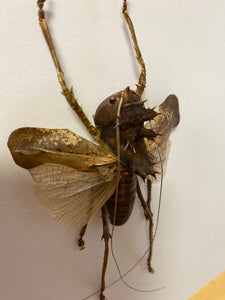 Cadre lesina ensifera