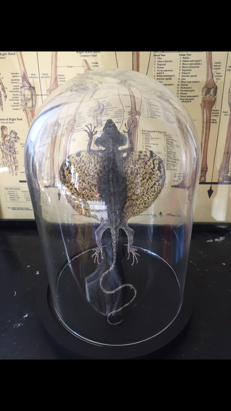 Lézard volant « Draco » sous globe en verre