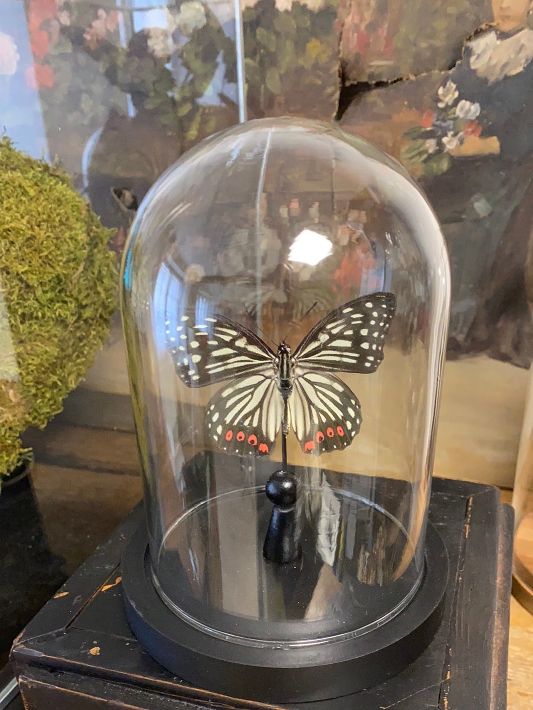 Papillon sous globe en verre