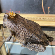 Charger l&#39;image dans la galerie, Véritable crapaud « prince charmant » dans sa boîte en verre
