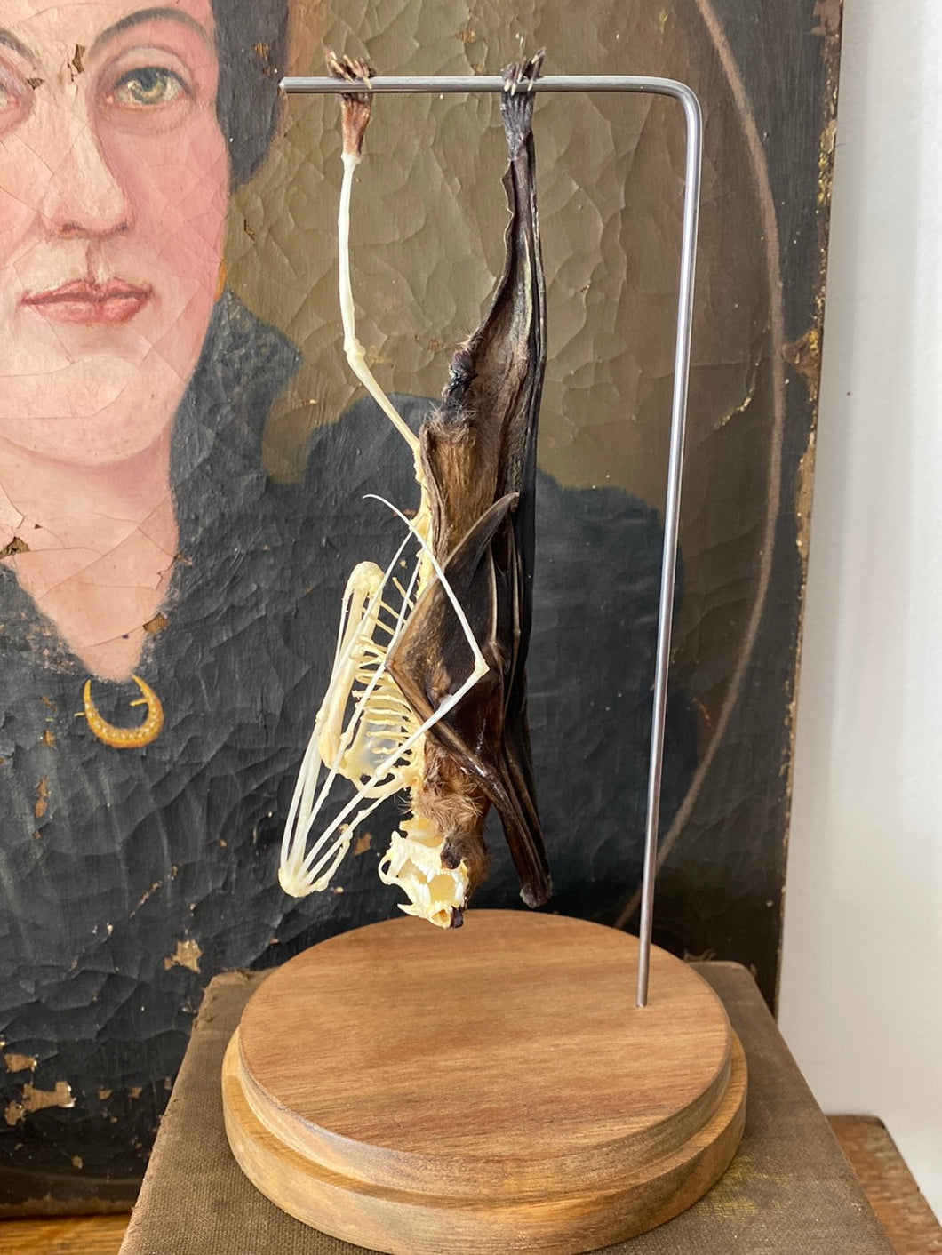 Véritable chauve-souris mi squelette mi séché
