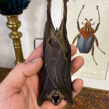 Charger l&#39;image dans la galerie, Chauve-souris eonycteris sous globe en verre
