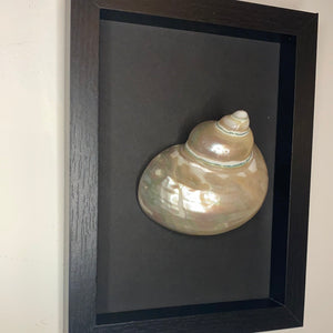 Cadre coquillage moyen modèle