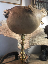 Charger l&#39;image dans la galerie, Superbe poisson globe sur bougeoir
