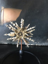 Charger l&#39;image dans la galerie, Globe en verre avec oursin Knobby
