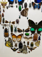 Charger l&#39;image dans la galerie, Cadre tête de mort aux insectes moyen modèle

