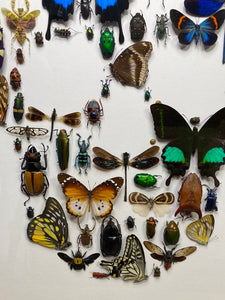 Cadre tête de mort aux insectes moyen modèle