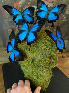 Vanité avec envolée de papilio Ulysses