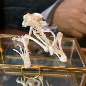 Véritable squelette de crapaud «duttaphrynus melanostictus » dans sa boîte en verre