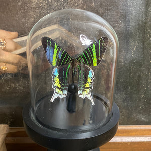 Papillon urania leilus sous globe en verre