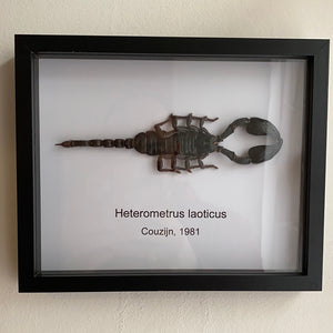 Cadre véritable scorpion