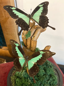 Papillons papilio phorcas sur main en bois