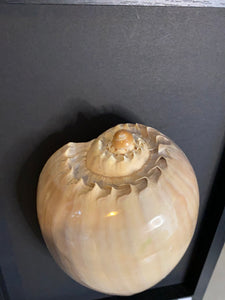Cadre coquillage grand modèle