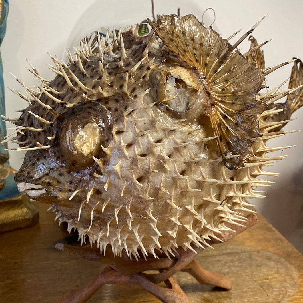 Poisson porc-épic