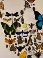 Charger l&#39;image dans la galerie, Cadre tête de mort aux insectes
