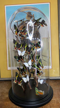 Charger l&#39;image dans la galerie, Envolée de papillons Urania sous globe en verre (ENVOI IMPOSSIBLE)
