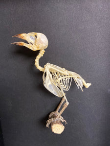 Cadre squelette d’oiseau