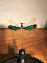 Charger l&#39;image dans la galerie, Globe en verre avec superbe libellule
