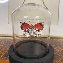 Charger l&#39;image dans la galerie, Papillon sous cloche
