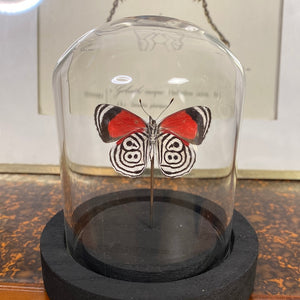 Papillon sous cloche