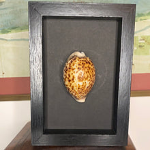 Charger l&#39;image dans la galerie, Cadre coquillage petit modèle

