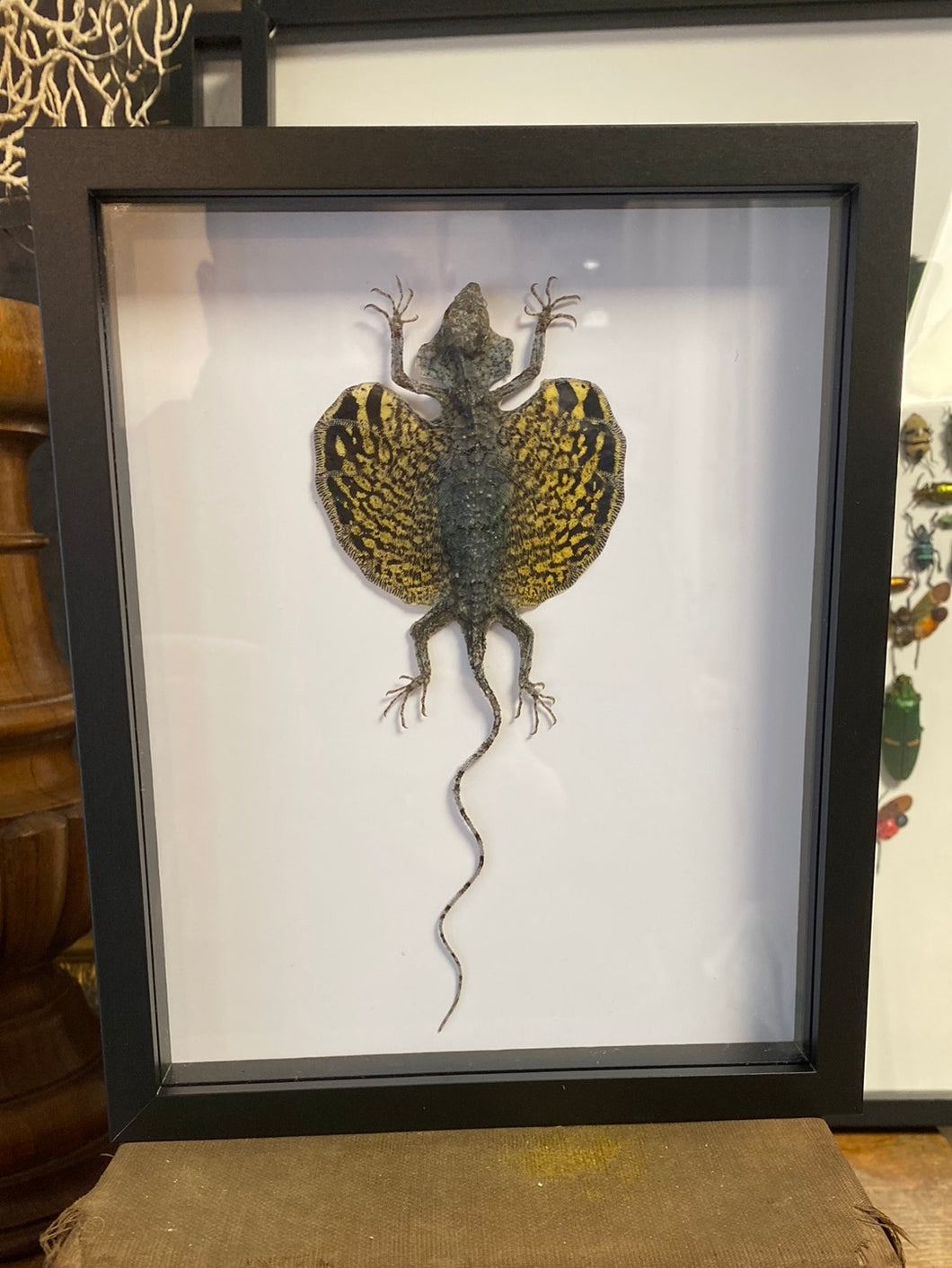 Cadre véritable lézard volant Draco