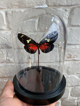 Charger l&#39;image dans la galerie, Papillon sous globe en verre
