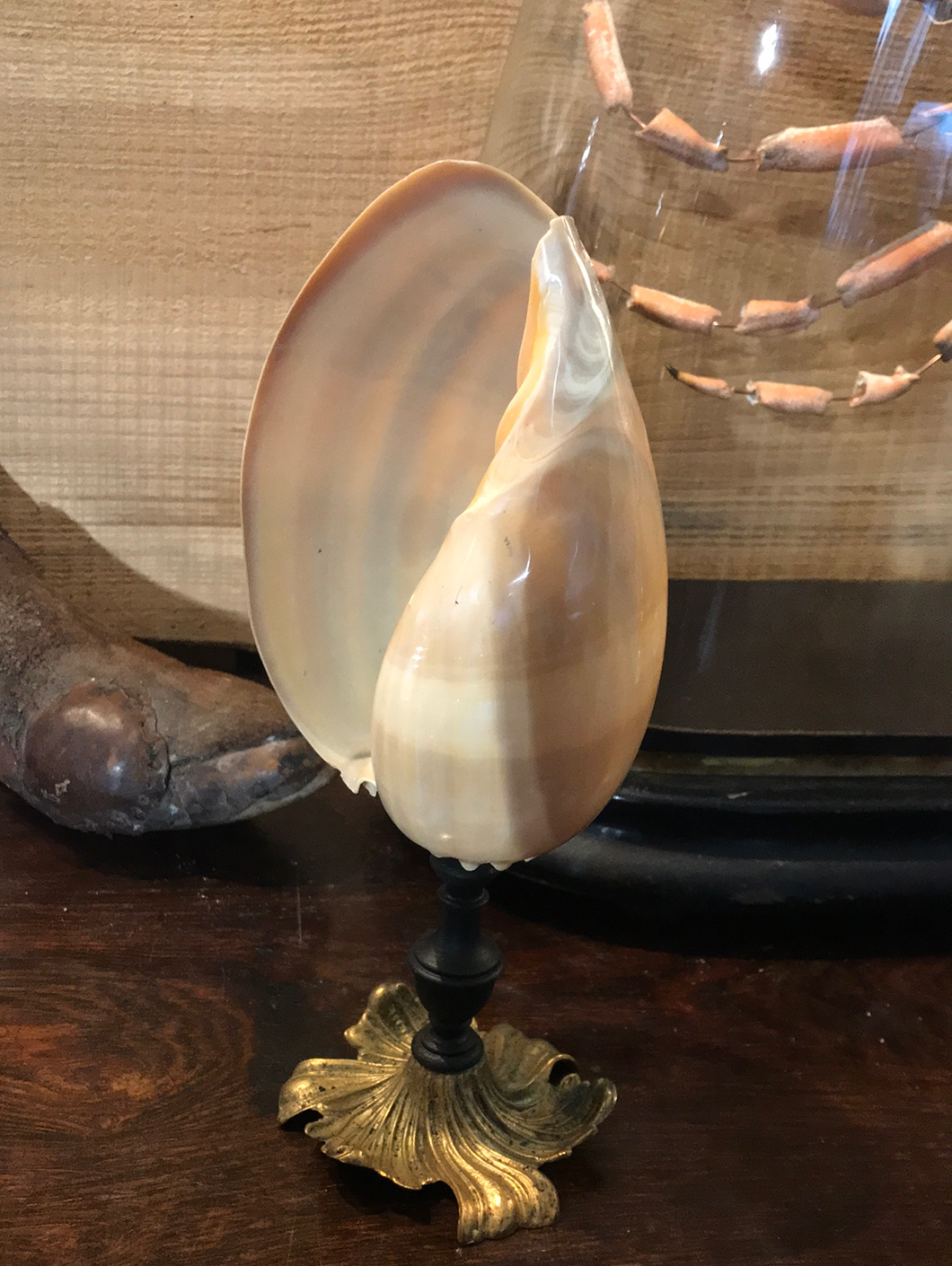 Coquillage Melo diadema