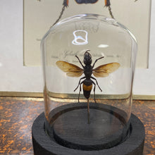 Charger l&#39;image dans la galerie, Insecte sous cloche
