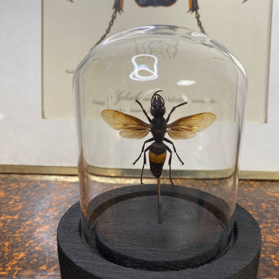 Insecte sous cloche