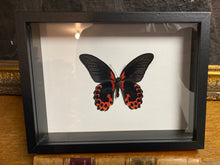 Charger l&#39;image dans la galerie, Cadre papillon « papilio rumanzovia »
