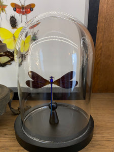 Globe en verre avec superbe libellule