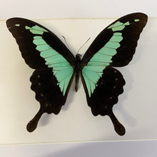 Charger l&#39;image dans la galerie, Cadre papillon « papilio phorcas  »
