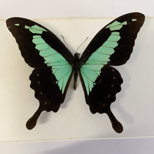 Cadre papillon « papilio phorcas  »