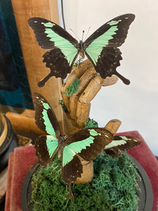 Papillons papilio phorcas sur main en bois